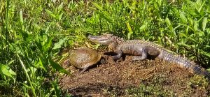 alligator in three mile creek