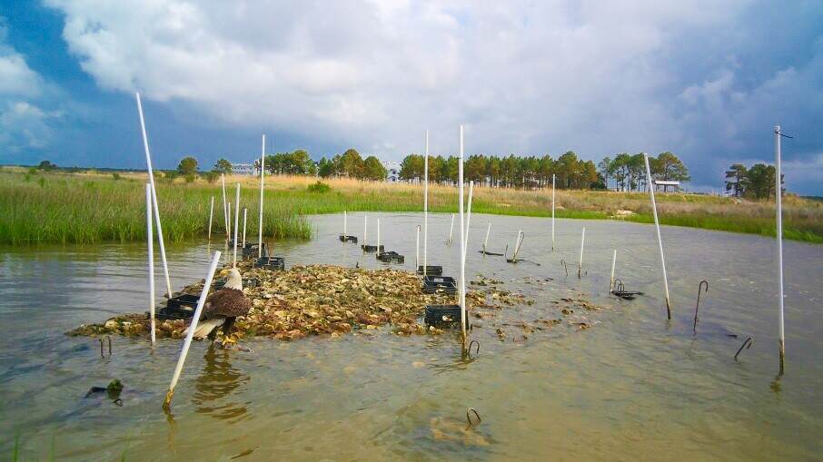 Bald Eagle sitting on the top of a shallow oyster reef off of Lightning Point along the Alabama Shore
